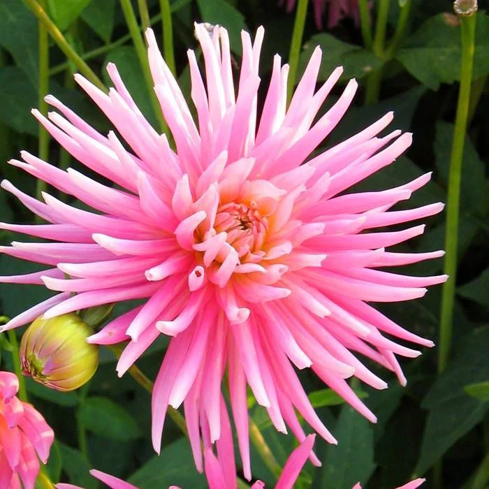 Dahlia Park Princess 1 Bulb Per Pack - Image 2