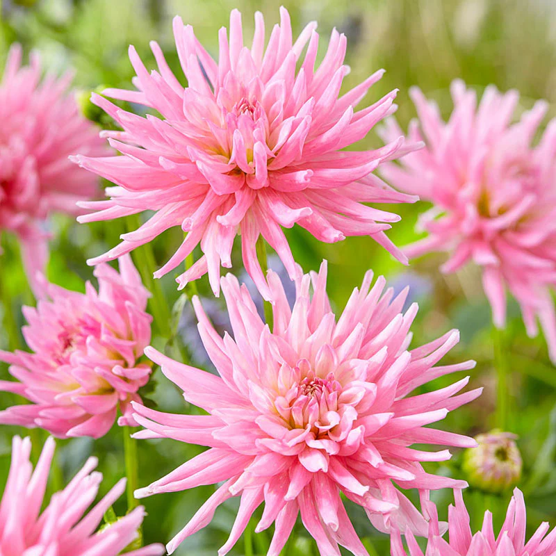 Dahlia Park Princess 1 Bulb Per Pack - Image 4