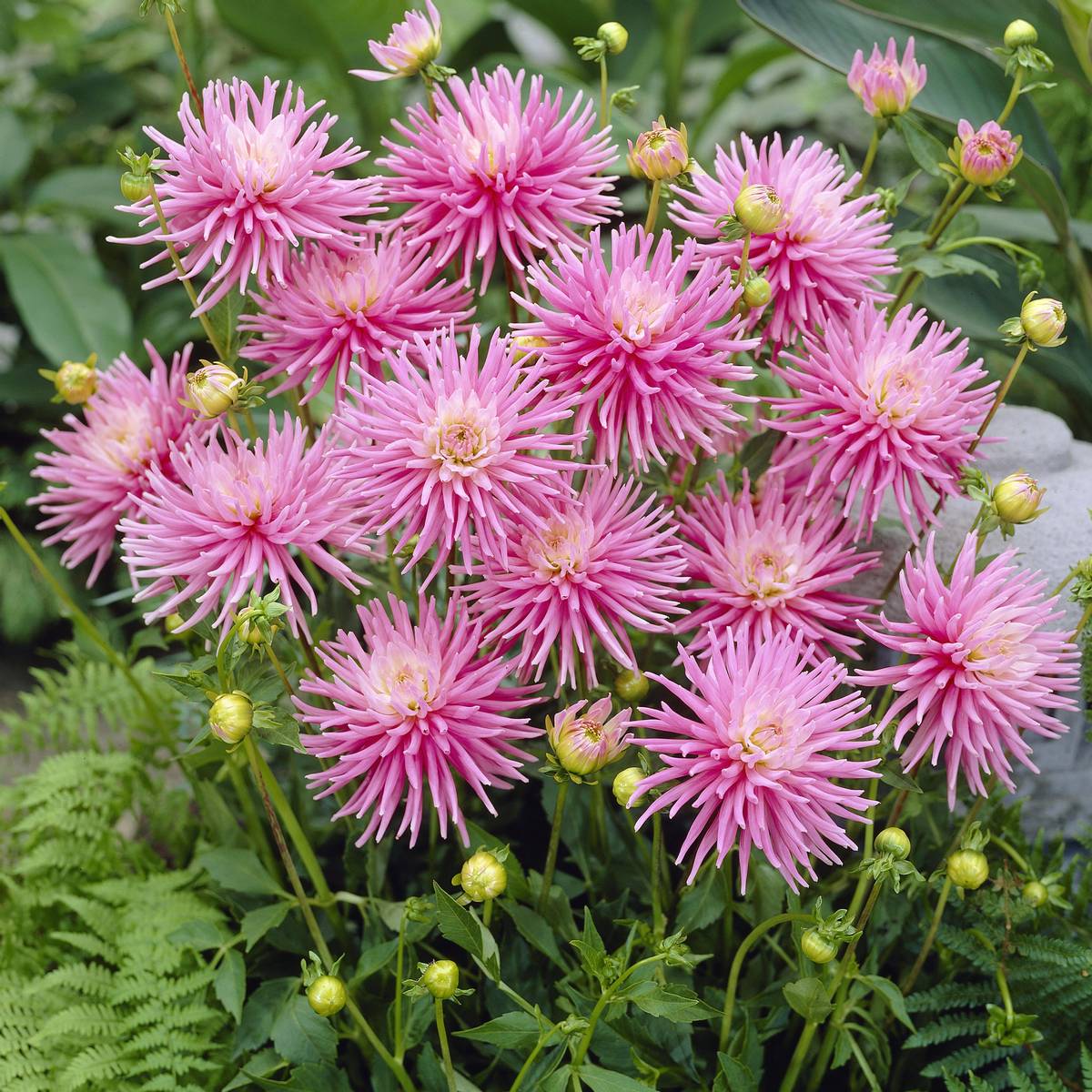 Dahlia Park Princess 1 Bulb Per Pack - Image 5