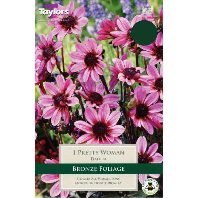 Dahlia Pretty Woman 1 Bulb Per Pack
