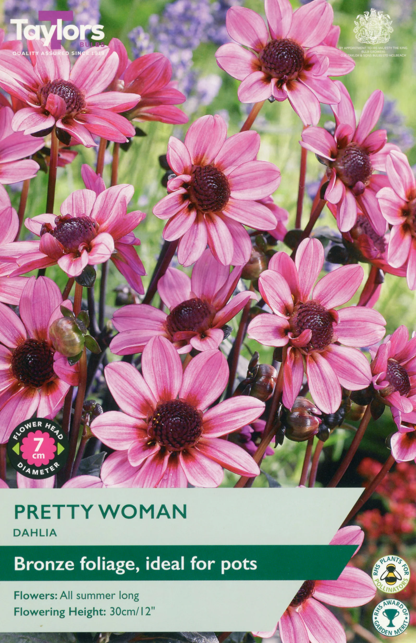 Dahlia Rebecca's World 1 Bulb Per Pack