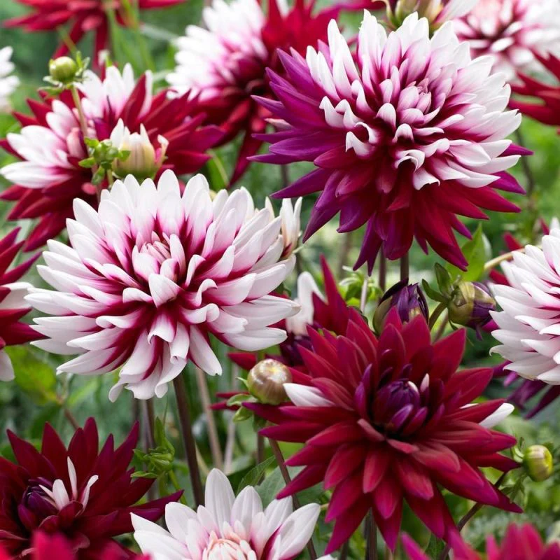 Dahlia Rebecca's World 1 Bulb Per Pack - Image 2
