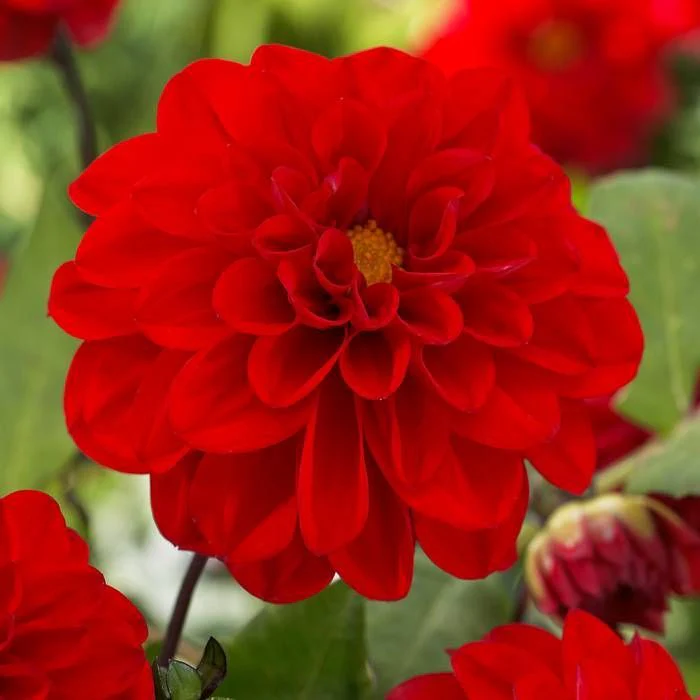 Dahlia Red Cap 1 Bulbs Per Pack - Image 2