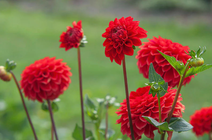 Dahlia Red Cap 1 Bulbs Per Pack - Image 3