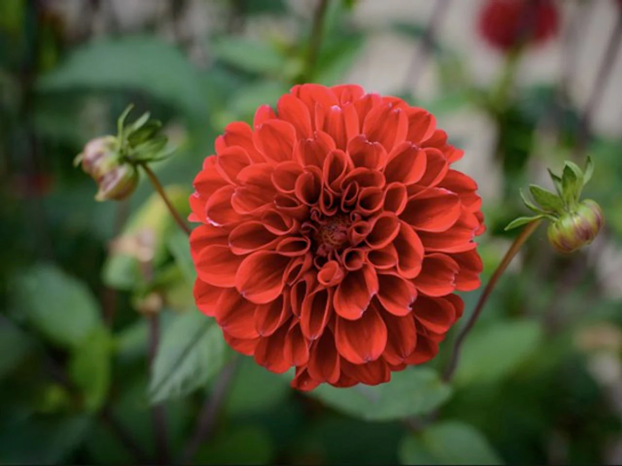Dahlia Red Cap 1 Bulbs Per Pack - Image 4