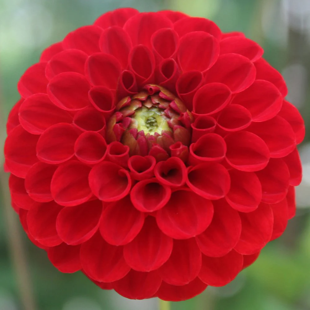 Dahlia Red Cap 1 Bulbs Per Pack - Image 5