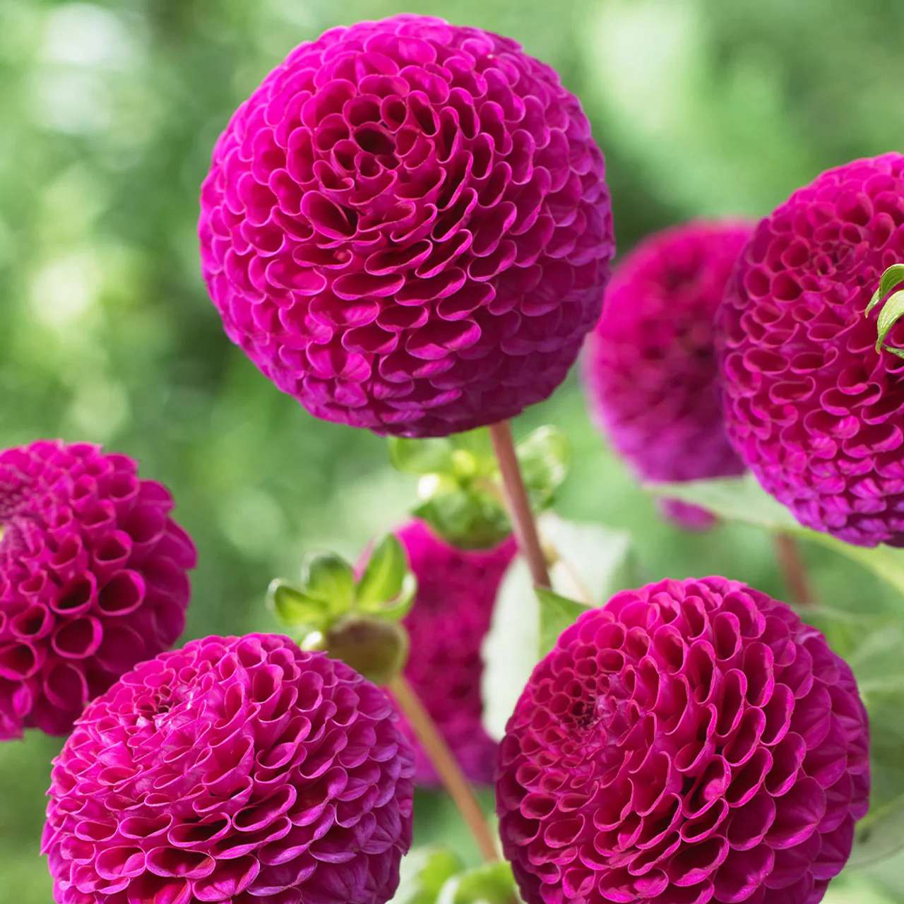 Dahlia Rocco 1 Bulb Per Pack