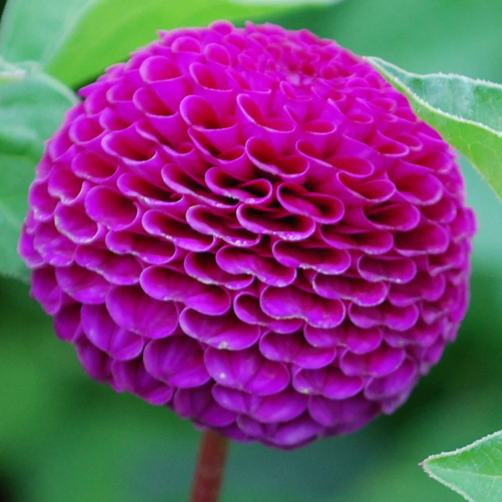Dahlia Rocco 1 Bulb Per Pack - Image 2