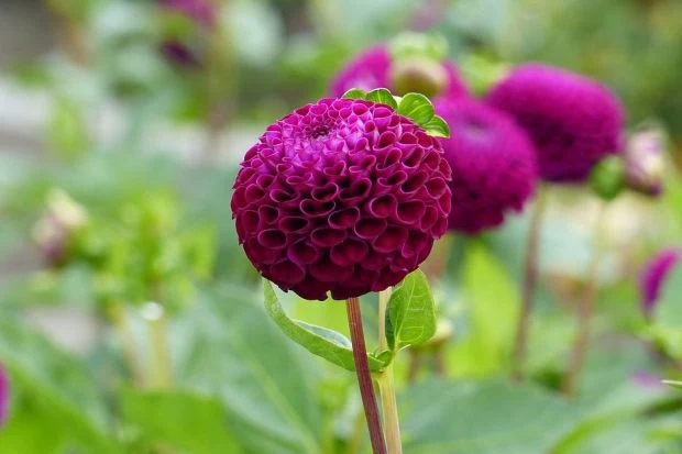 Dahlia Rocco 1 Bulb Per Pack - Image 3