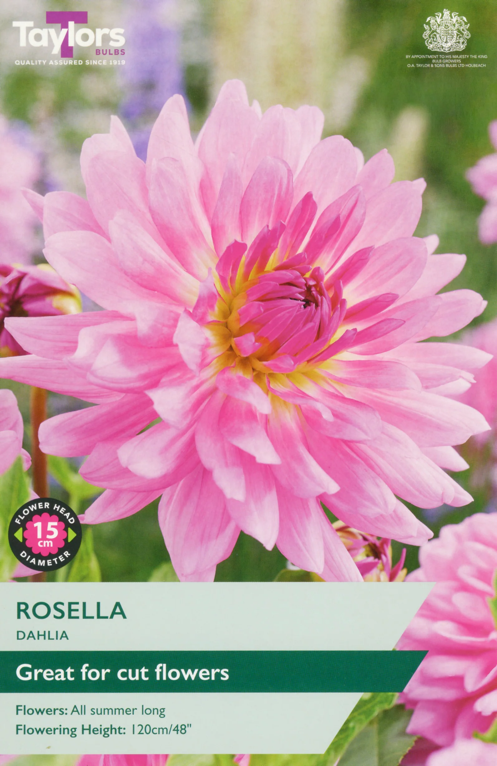 Dahlia Rosella 1 Bulb Per Pack