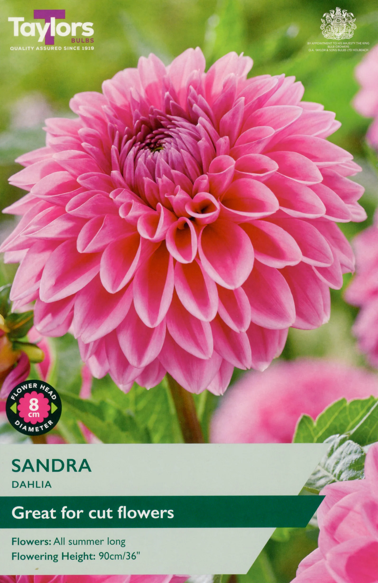 Dahlia Sandra 1 Bulb Per Pack