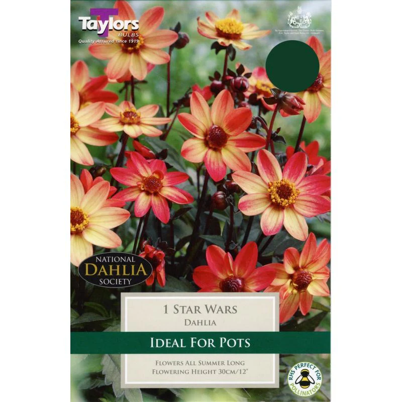 Dahlia Star Wars 1 Bulbs Per Pack