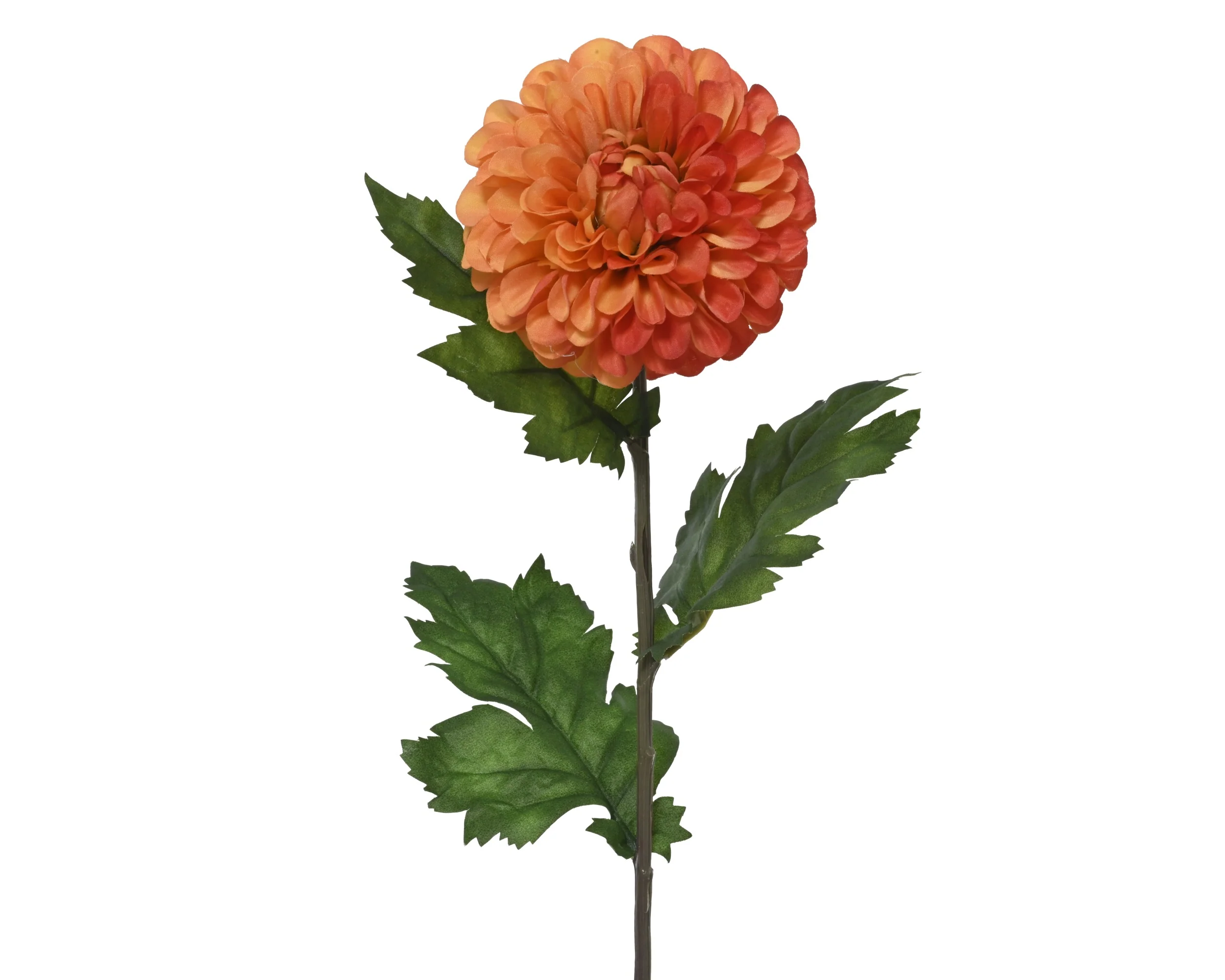 Dahlia stem