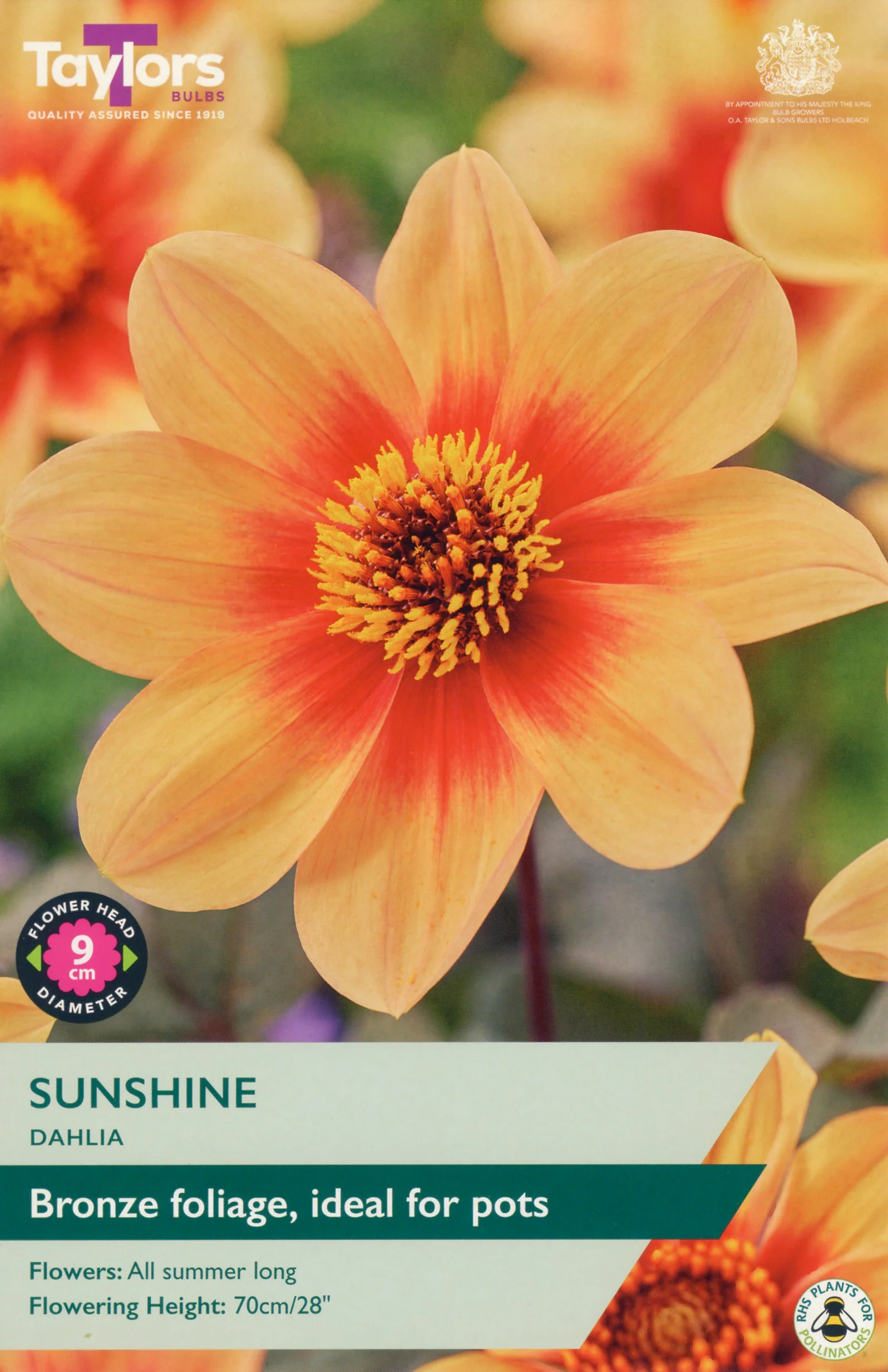 Dahlia Sunshine 1 Bulb Per Pack