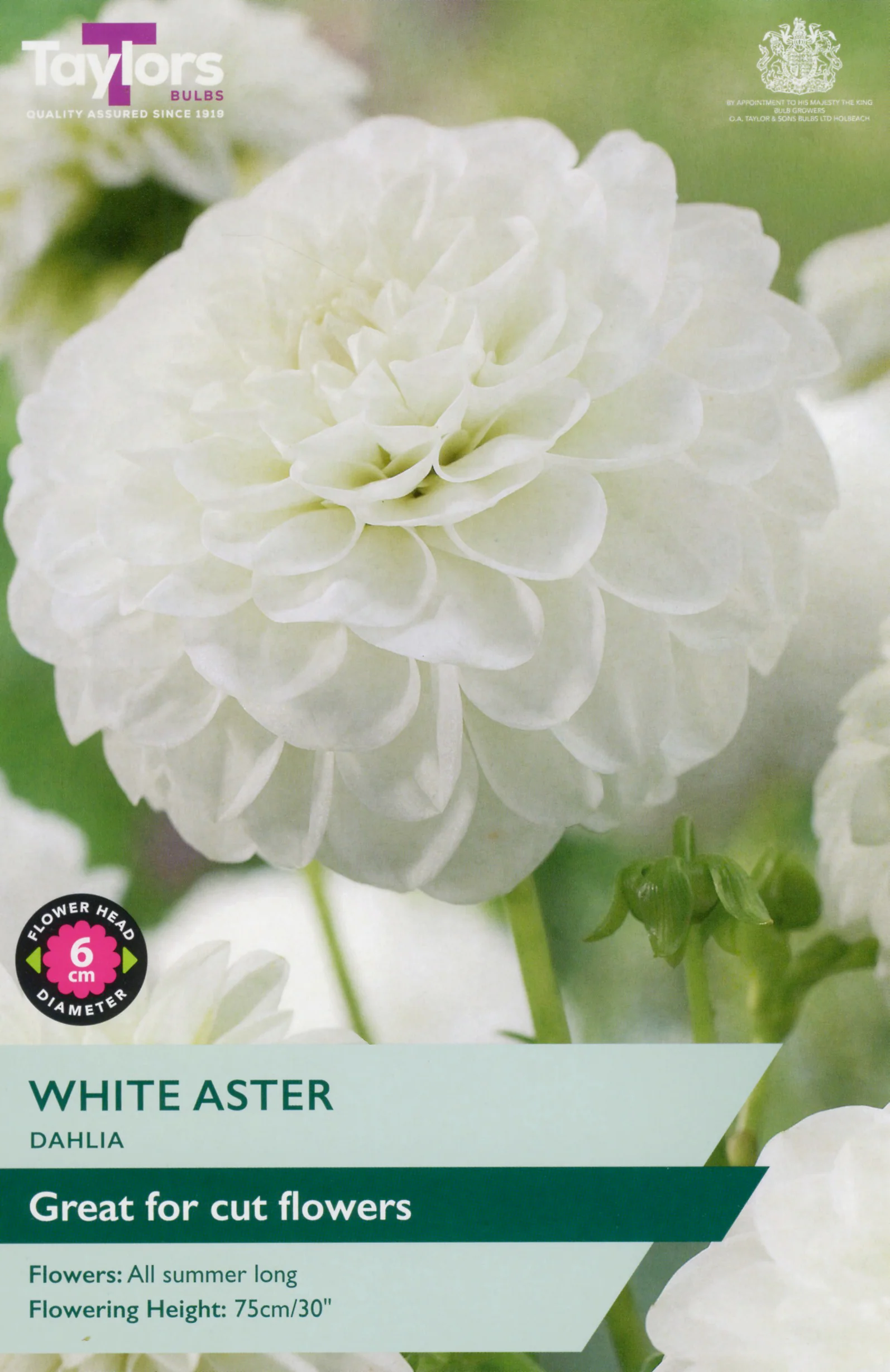 Dahlia White Aster 1 Bulb Per Pack
