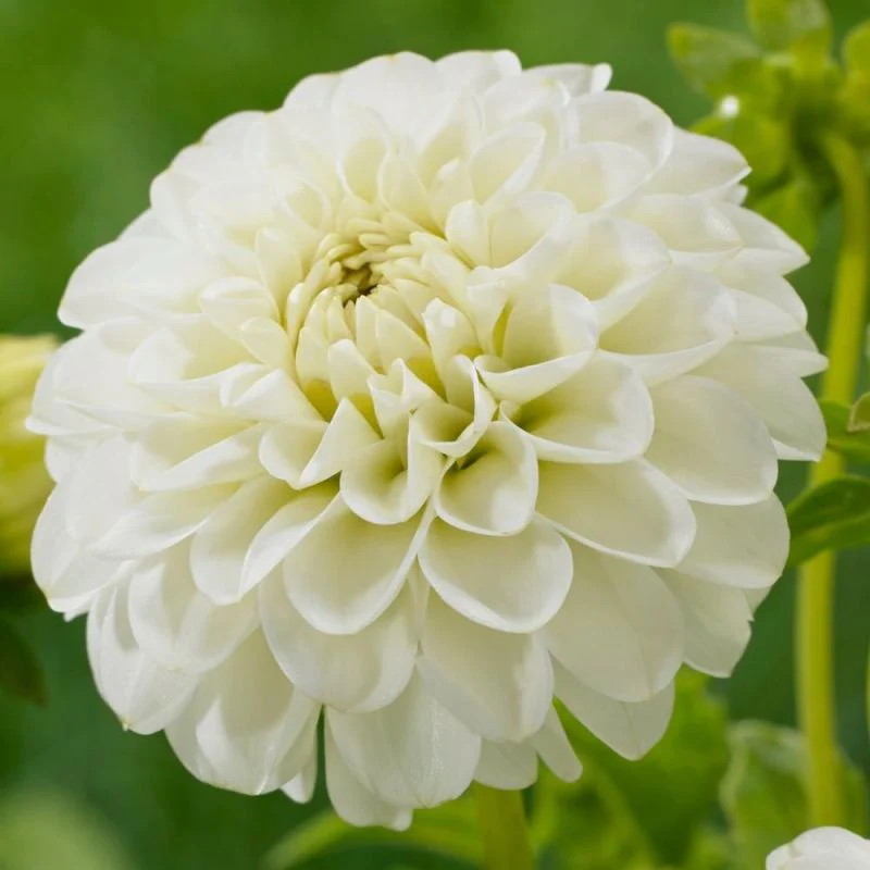 Dahlia White Aster 1 Bulb Per Pack - Image 2