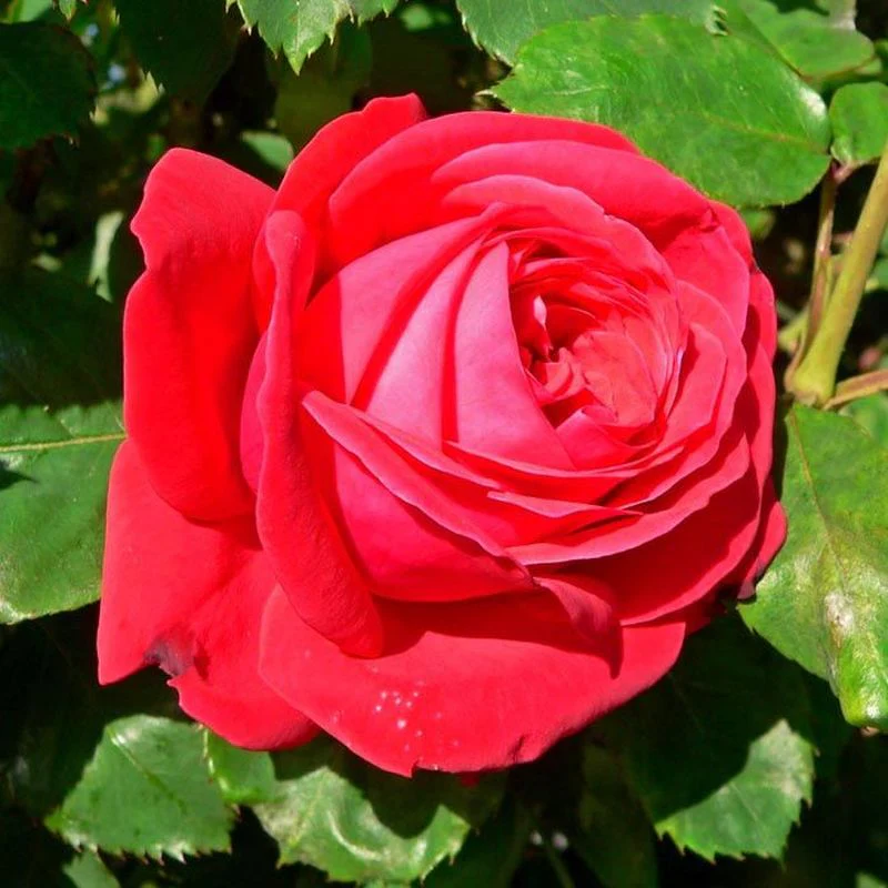 Dame de Coeur Hybrid Tea Rose 4.5 Litre