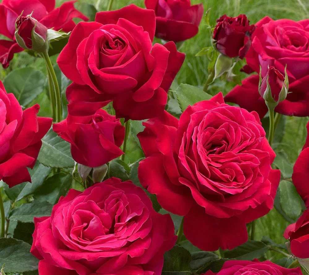 Dame de Coeur Hybrid Tea Rose 4.5 Litre - Image 2