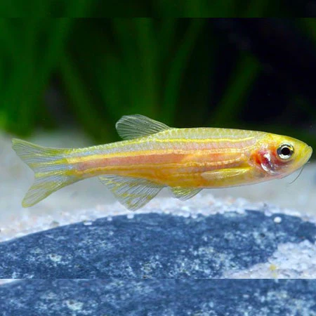 Golden Zebra Danio (Lg) - Image 3