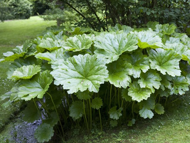 Darmera peltata | Umbrella Plant P9 - Image 2