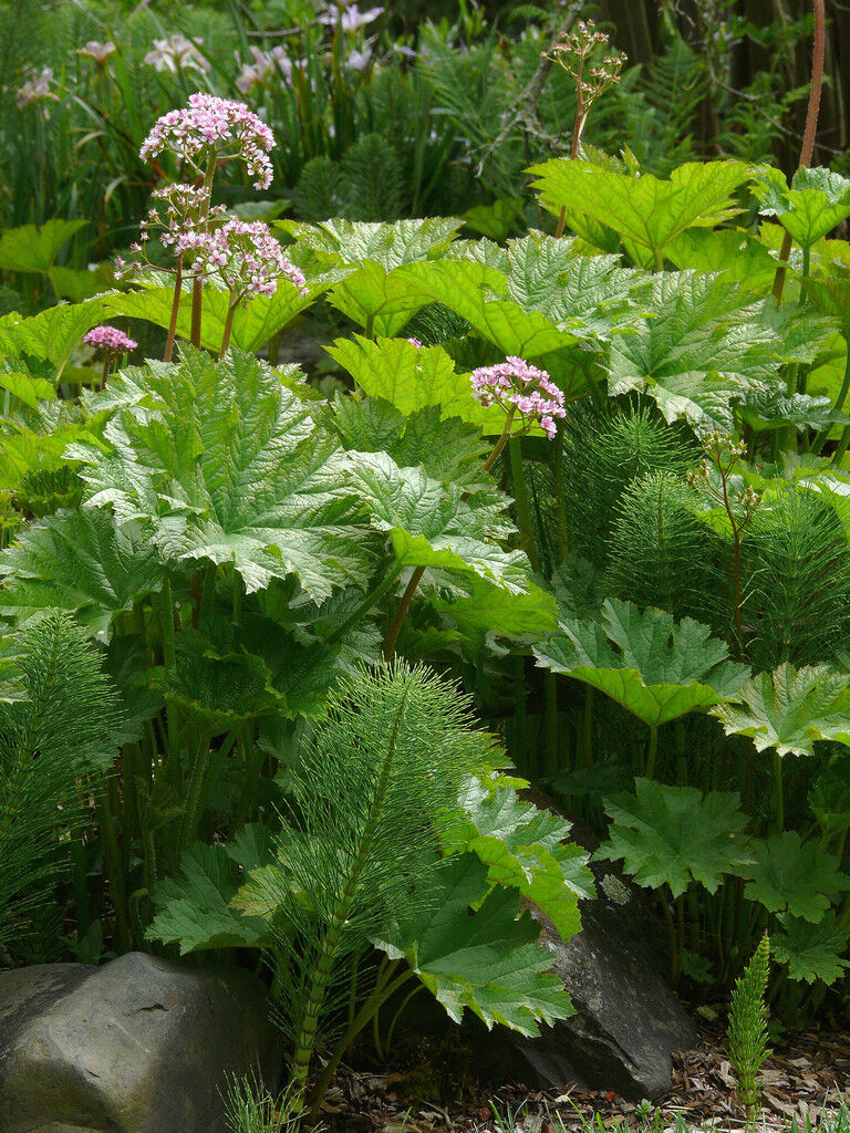 Darmera peltata | Umbrella Plant P9 - Image 3