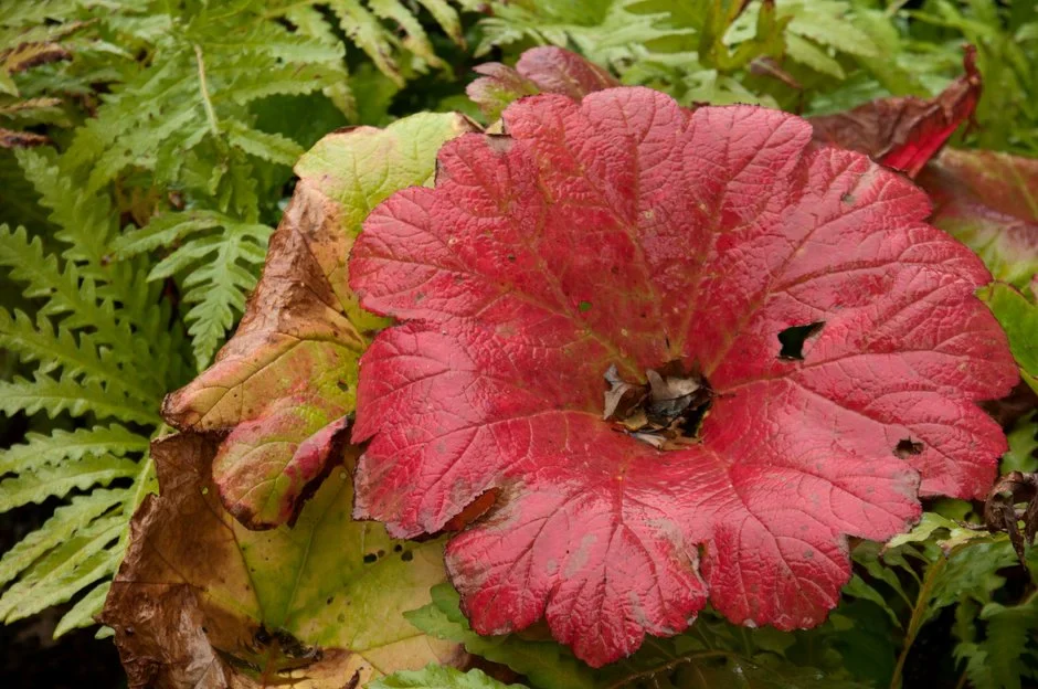 Darmera peltata | Umbrella Plant P9 - Image 5