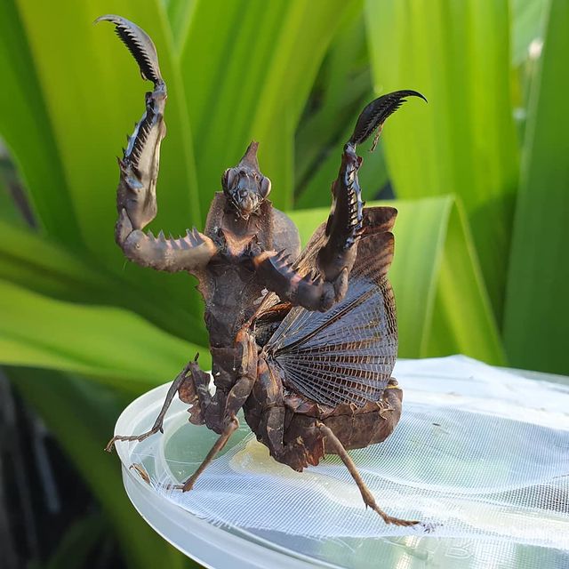 Darth Vader Mantis | Parablepharis kuhlii asiatica - Image 2