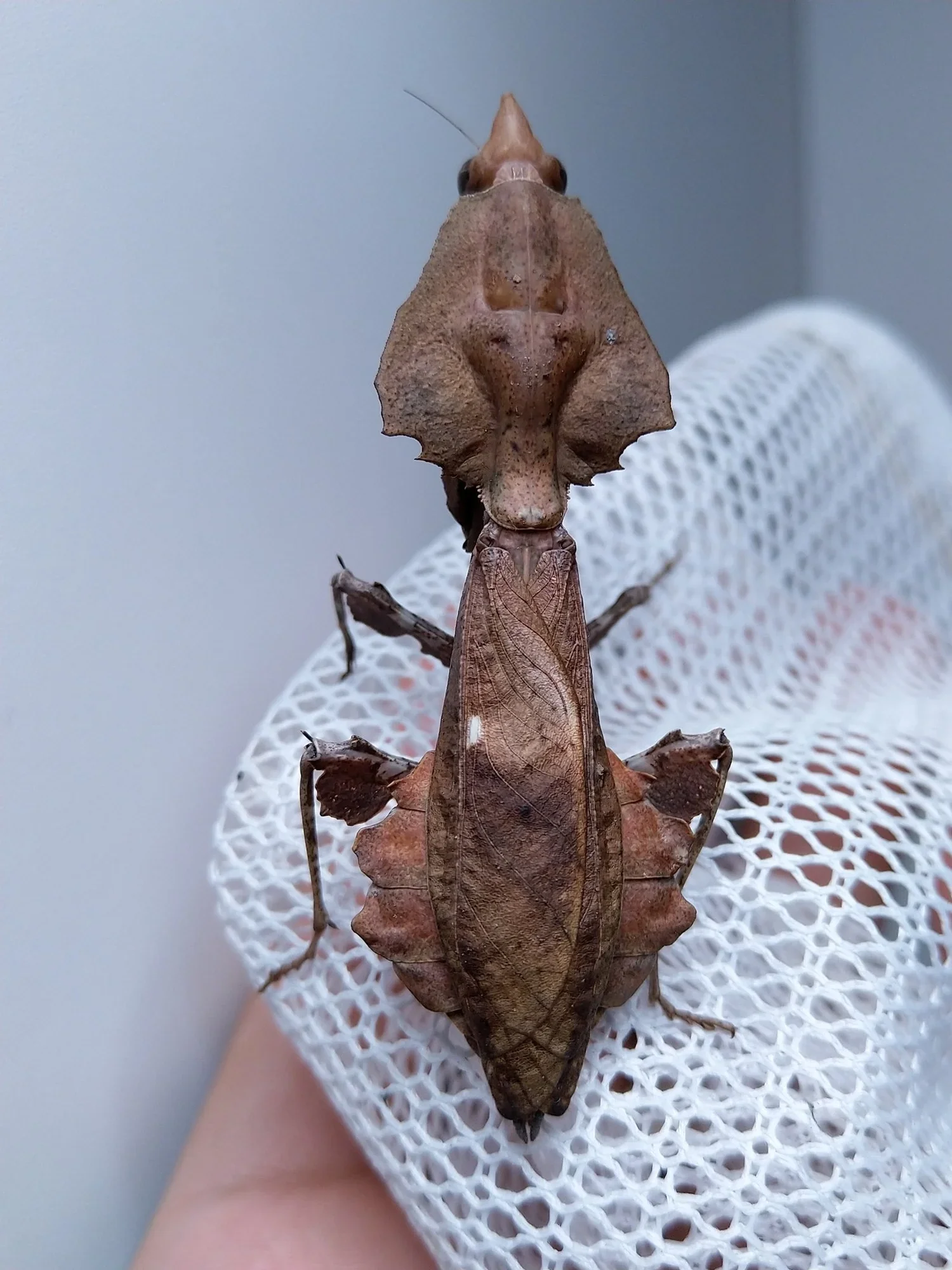 Darth Vader Mantis | Parablepharis kuhlii asiatica - Image 3