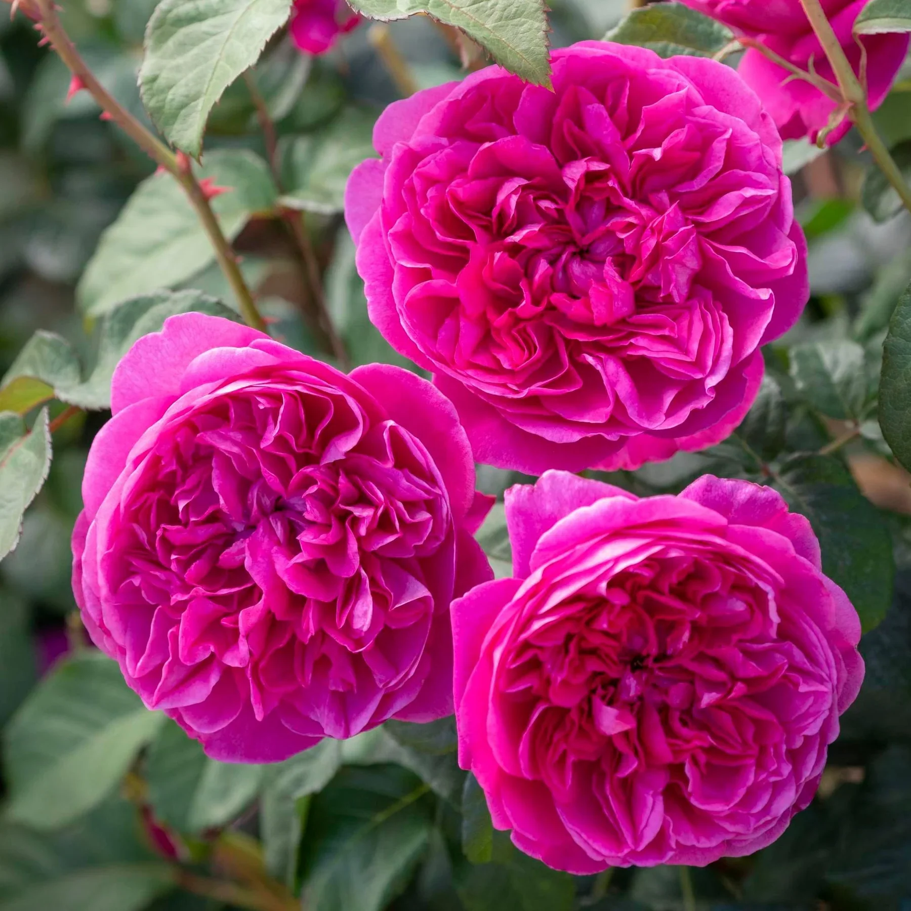 James L. Austin David Austin Fragrant Rose 6 Litre