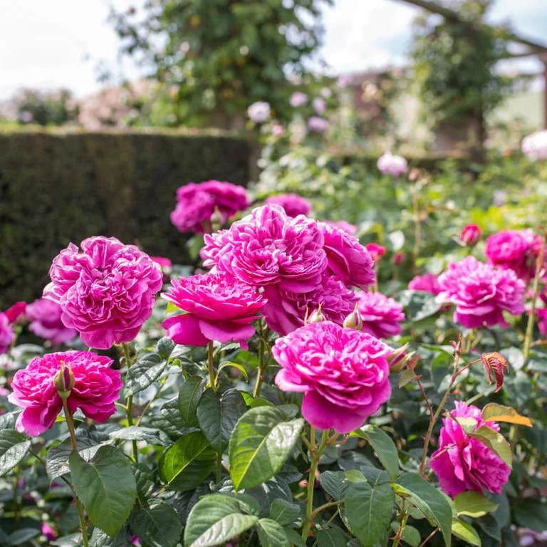 James L. Austin David Austin Fragrant Rose 6 Litre - Image 2
