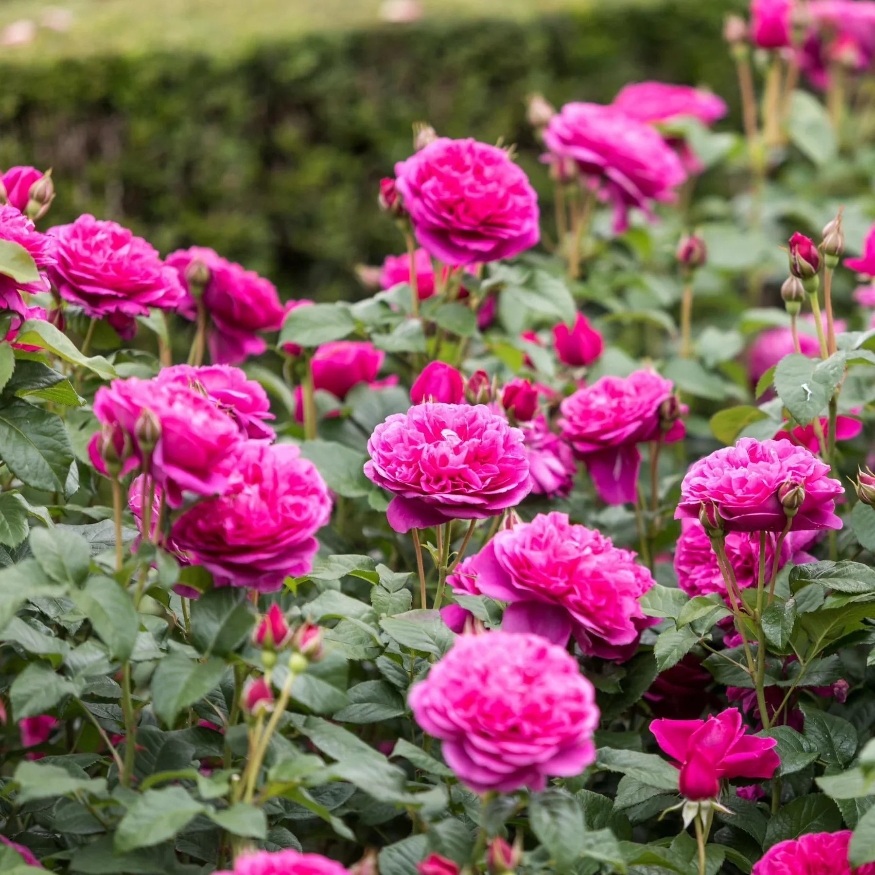 James L. Austin David Austin Fragrant Rose 6 Litre - Image 3