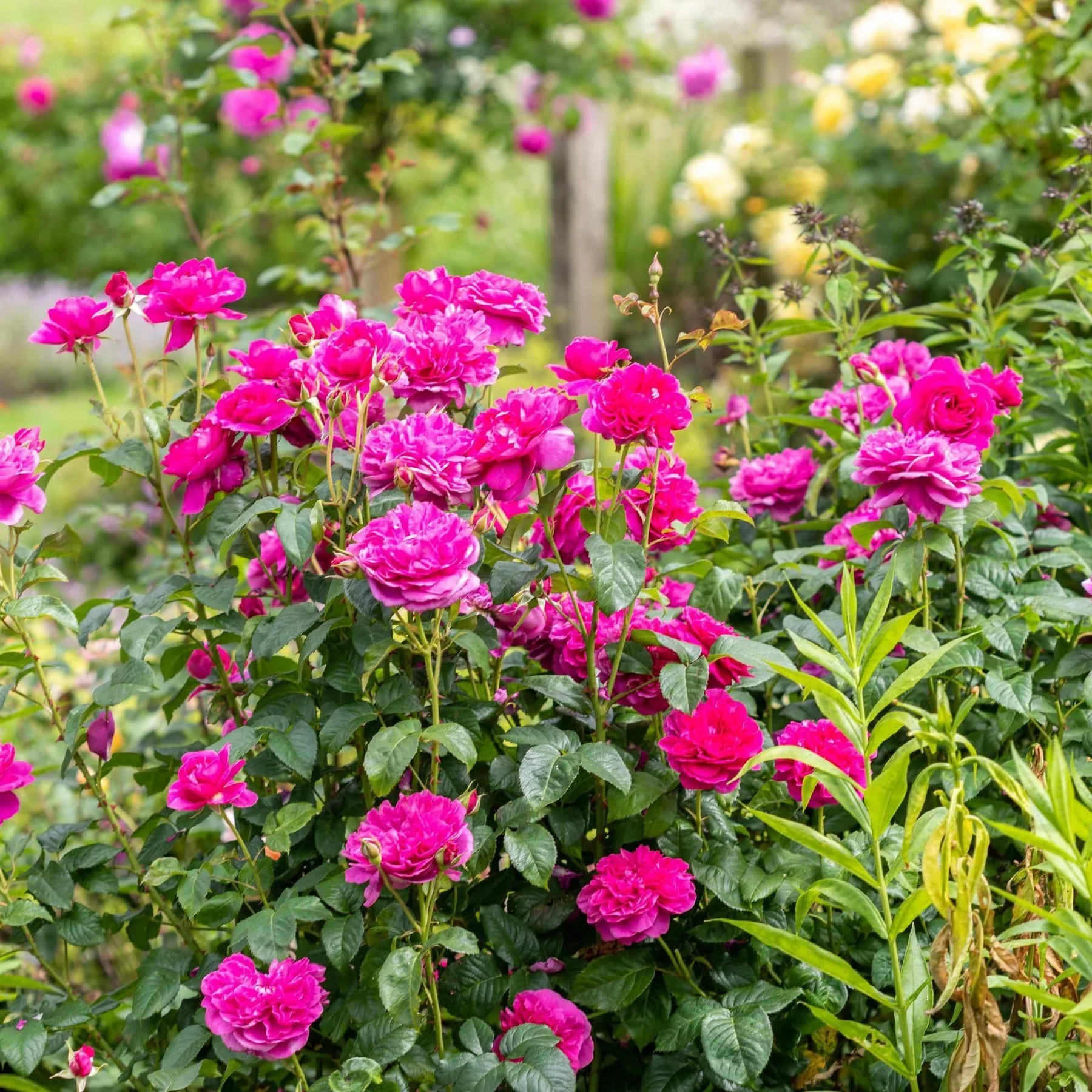 James L. Austin David Austin Fragrant Rose 6 Litre - Image 4