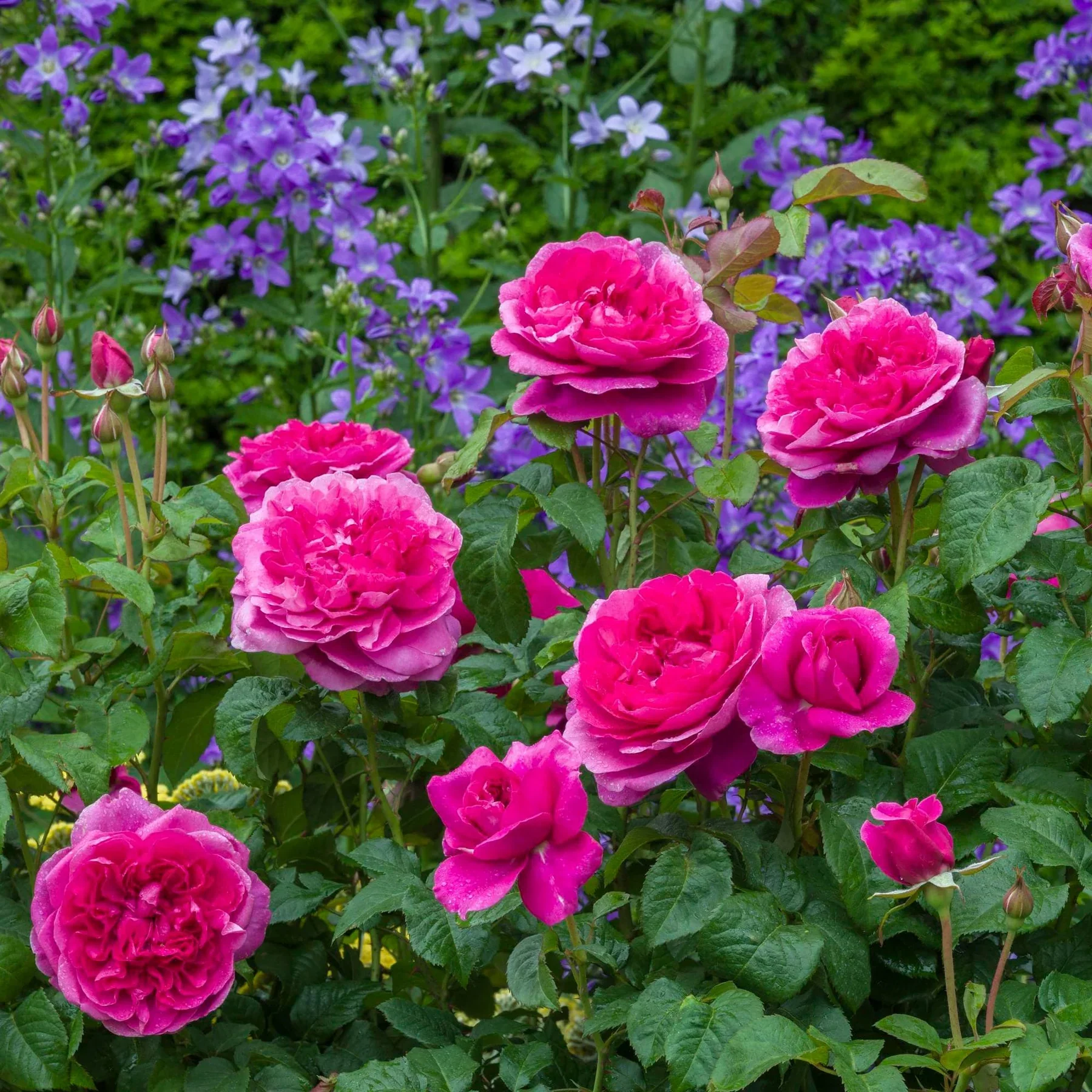 James L. Austin David Austin Fragrant Rose 6 Litre - Image 5