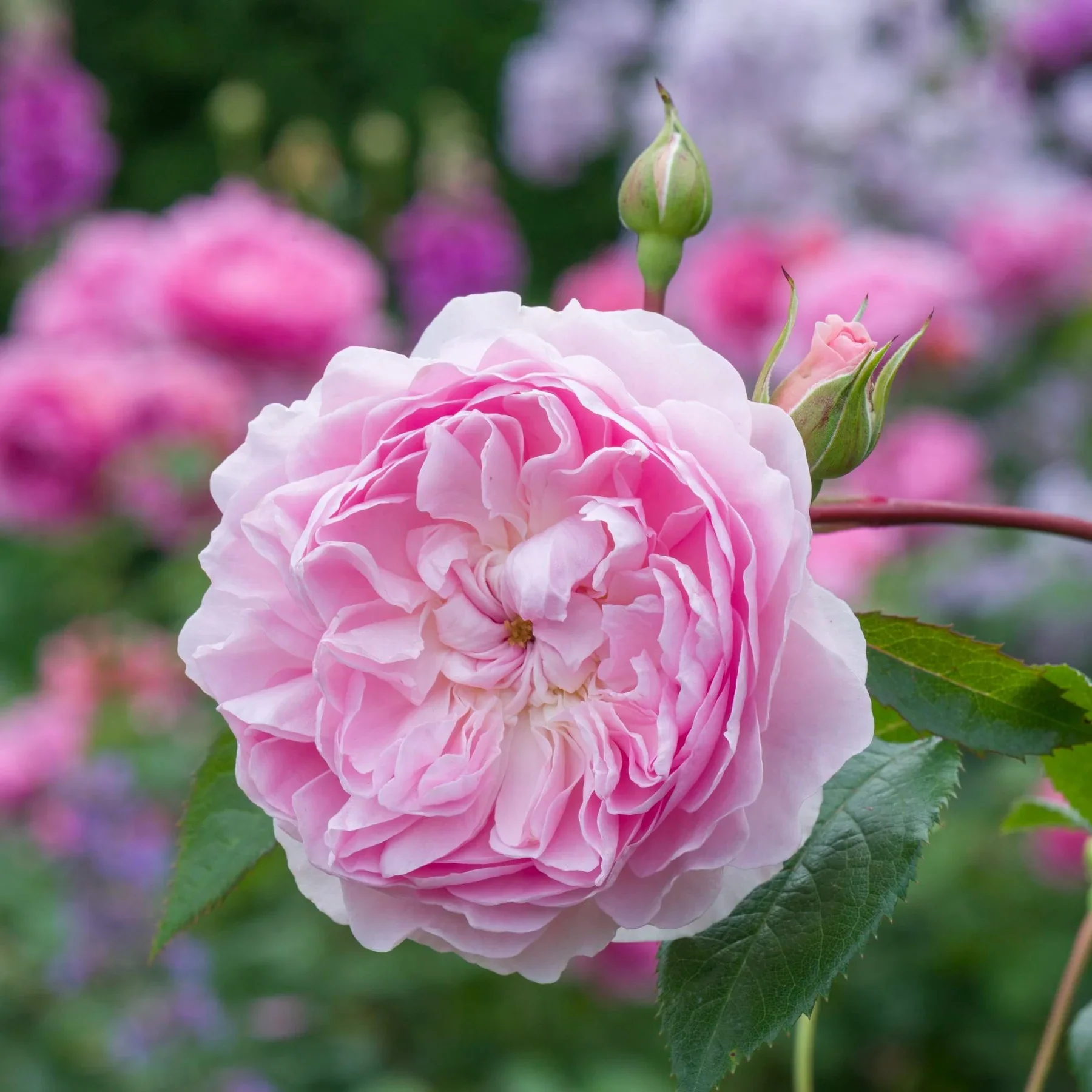 Silas Marner David Austin Fragrant Rose 6 Litre - Image 3