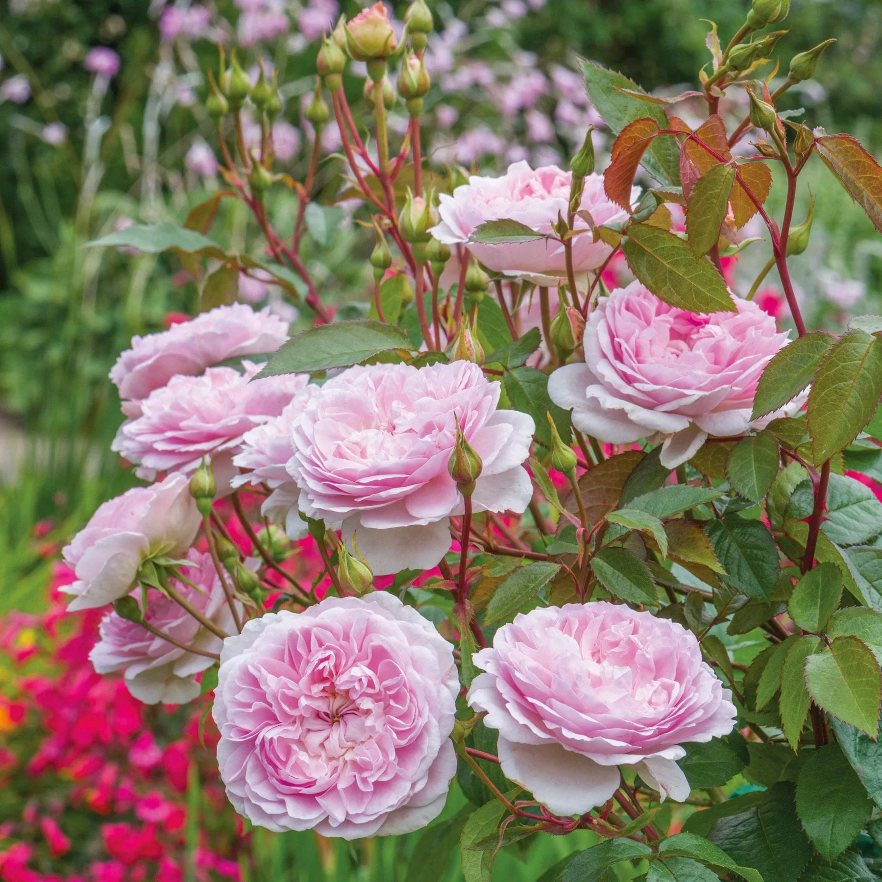 Silas Marner David Austin Fragrant Rose 6 Litre - Image 4