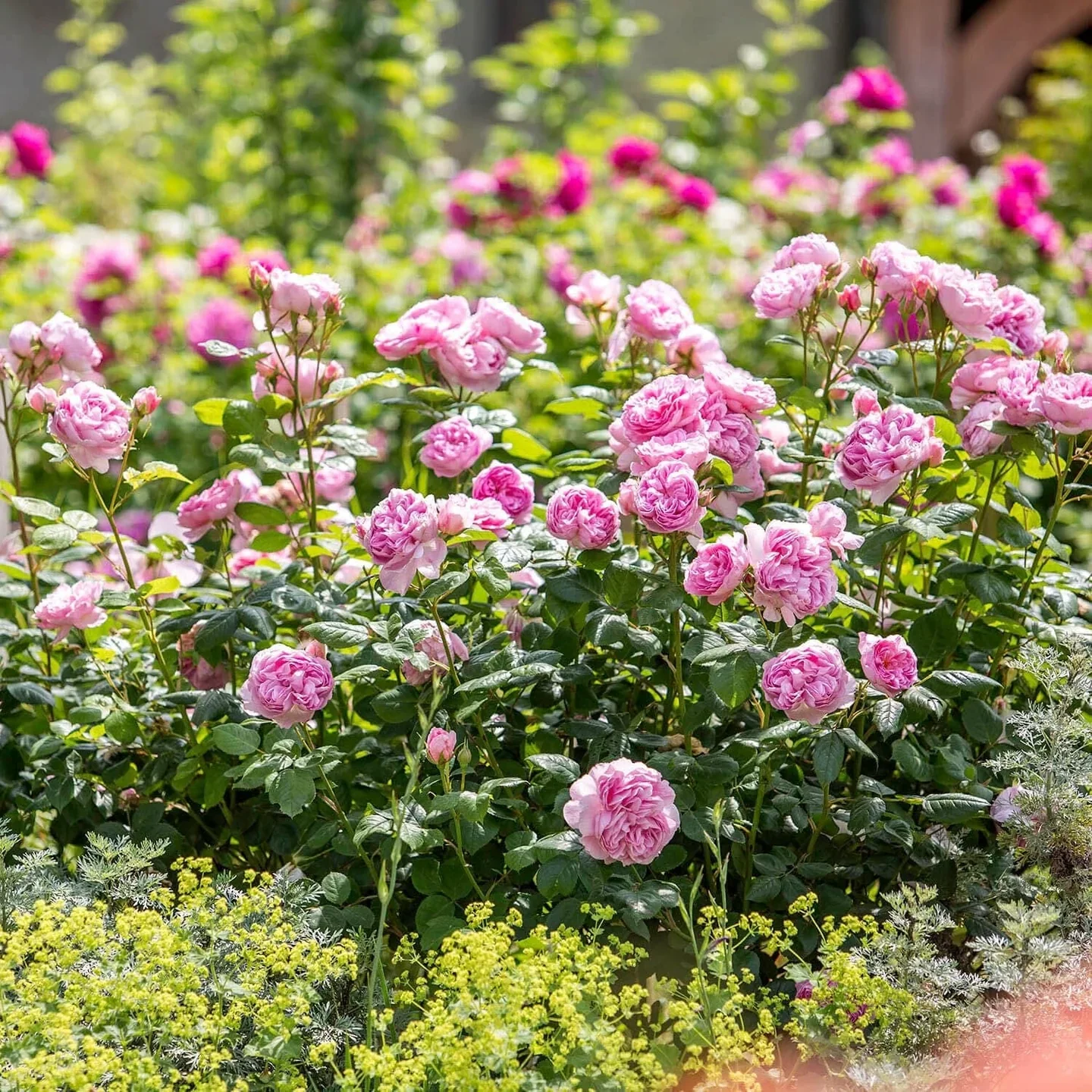 The Ancient Mariner David Austin Fragrant Rose 6 Litre - Image 2