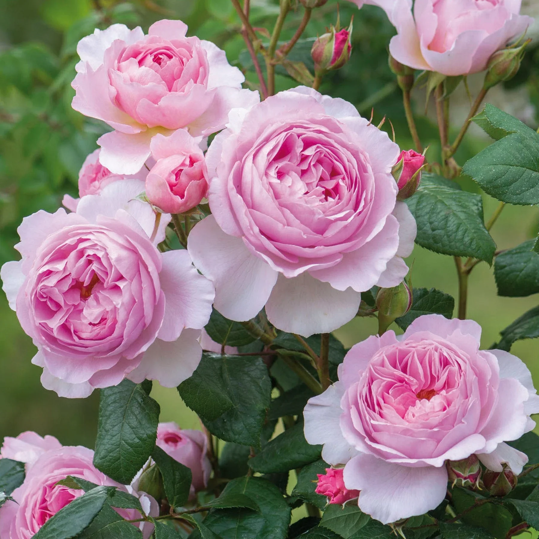 The Ancient Mariner David Austin Fragrant Rose 6 Litre - Image 3