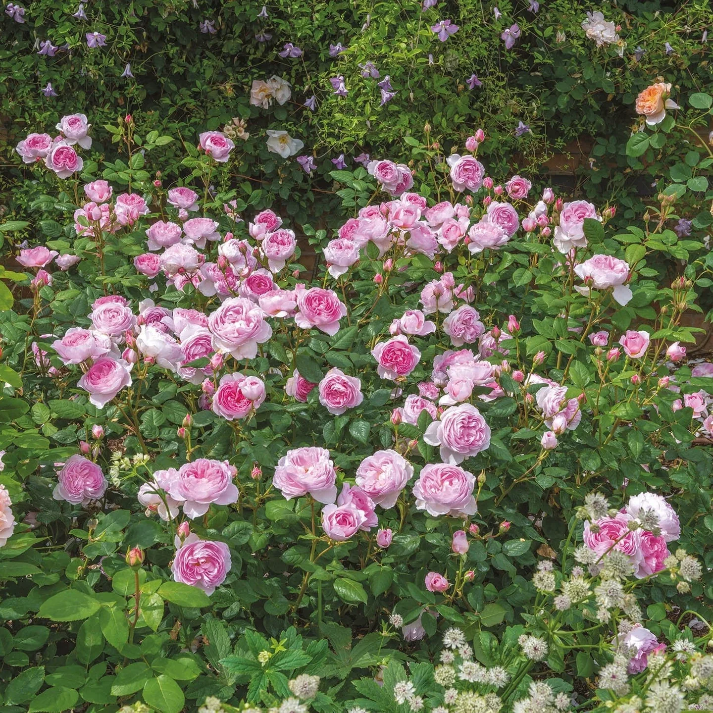 The Ancient Mariner David Austin Fragrant Rose 6 Litre - Image 5