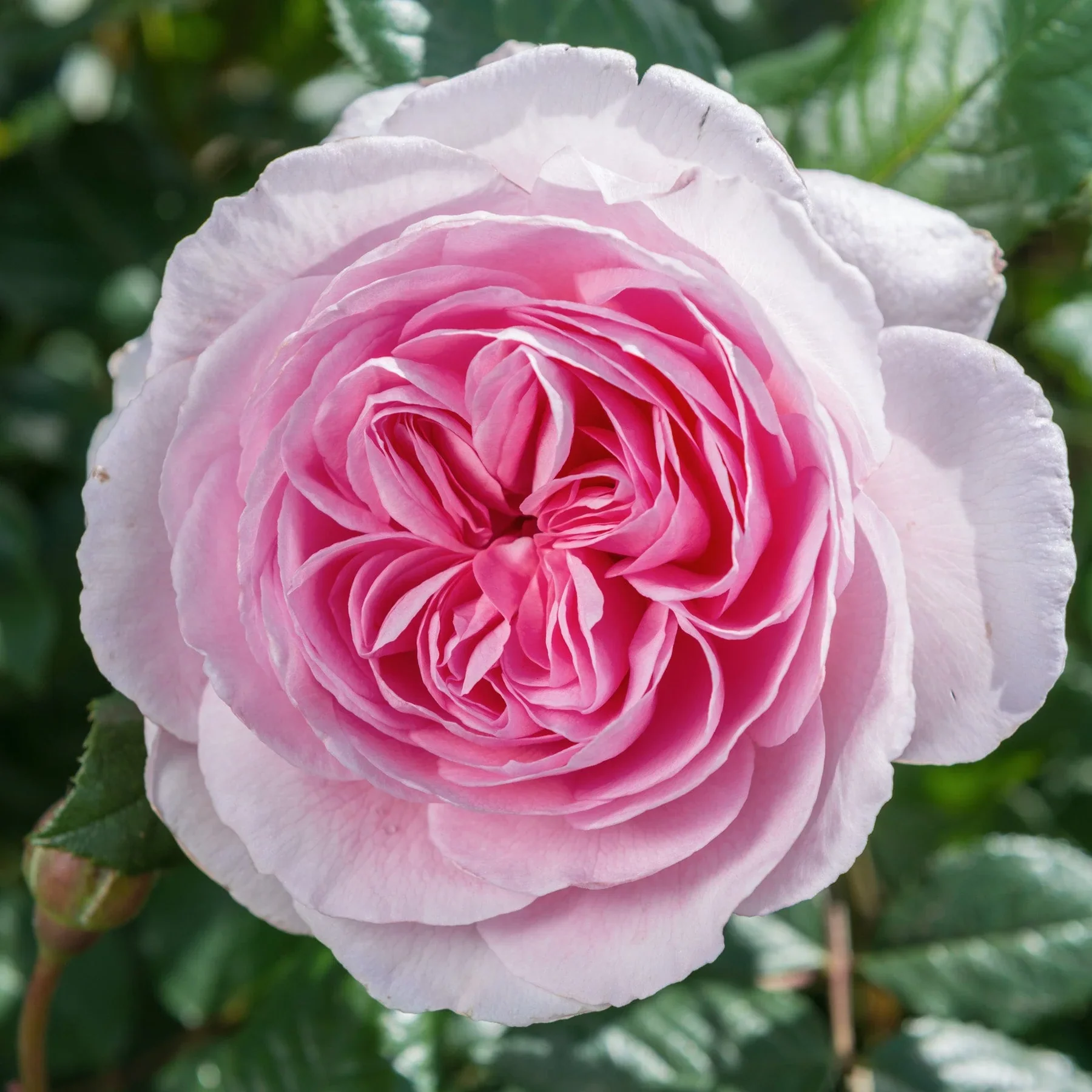 The Ancient Mariner David Austin Fragrant Rose 6 Litre - Image 6