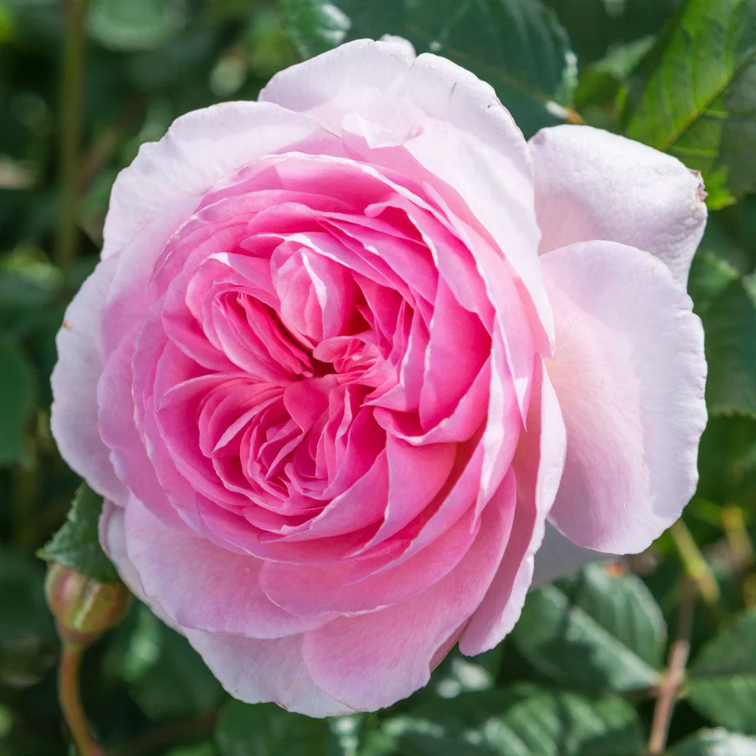 The Ancient Mariner David Austin Fragrant Rose 6 Litre - Image 7