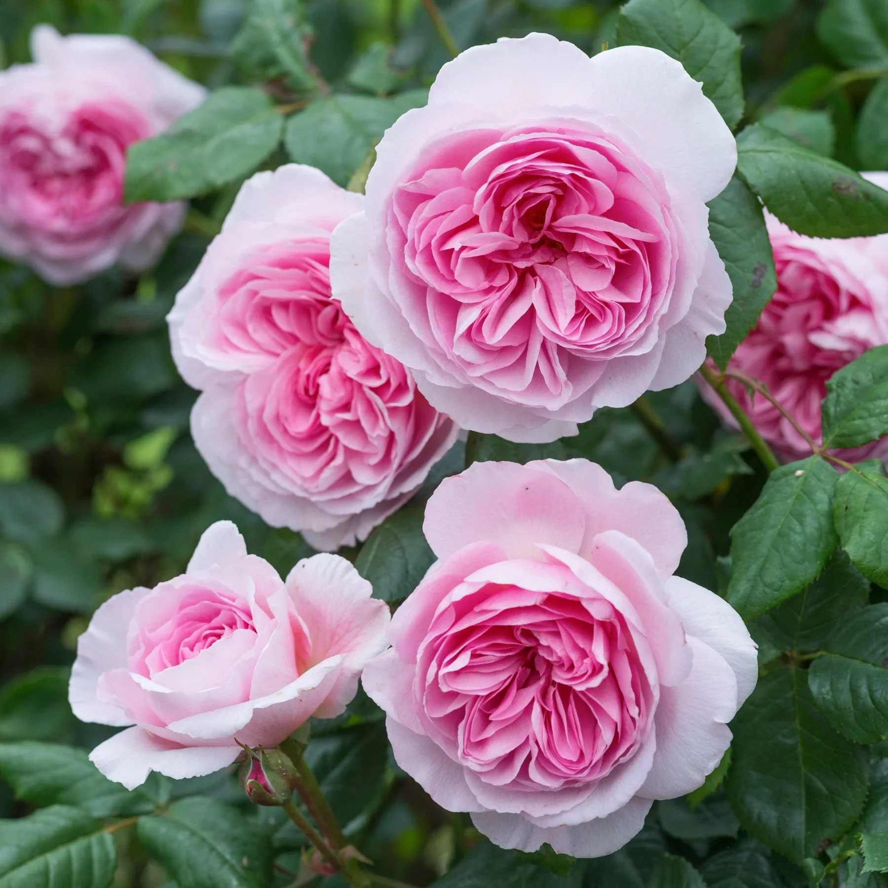 The Ancient Mariner David Austin Fragrant Rose 6 Litre - Image 8