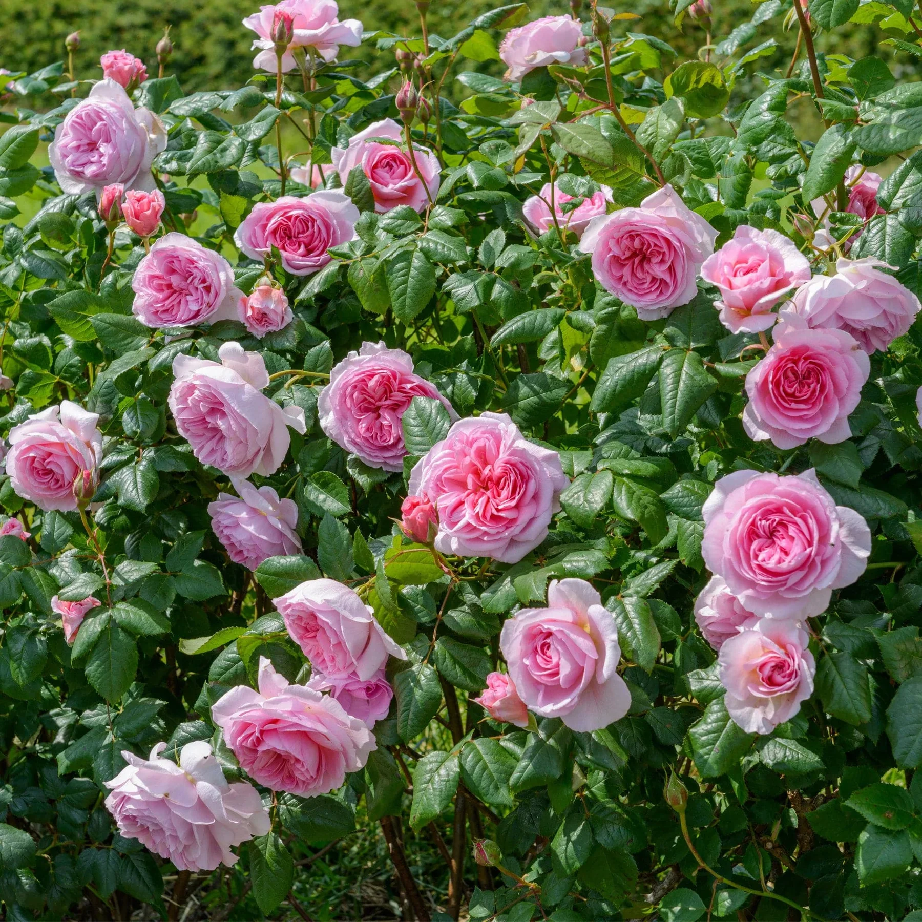 The Ancient Mariner David Austin Fragrant Rose 6 Litre - Image 9