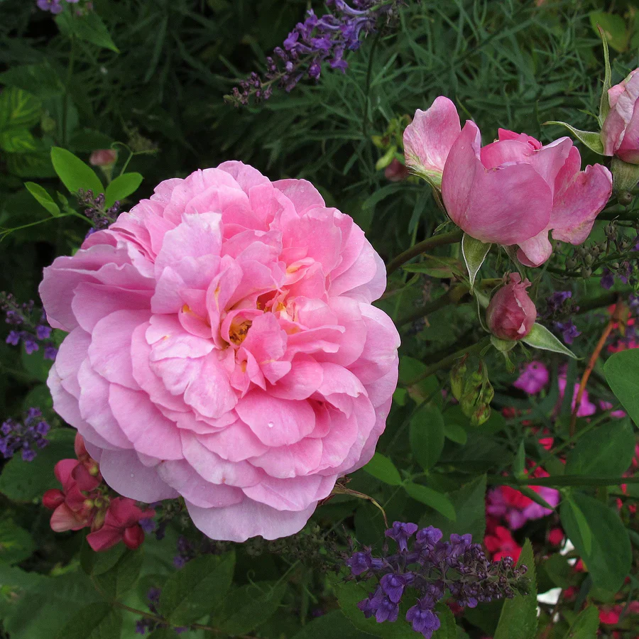 The Mayflower David Austin Fragrant Rose 6 Litre