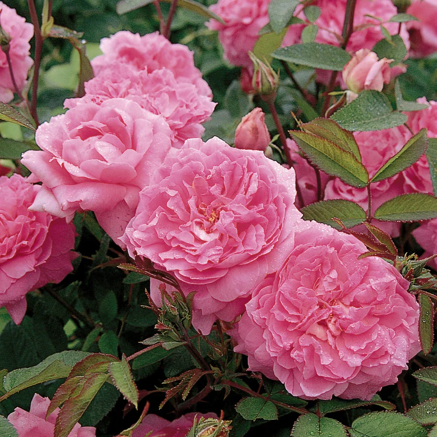 The Mayflower David Austin Fragrant Rose 6 Litre - Image 2