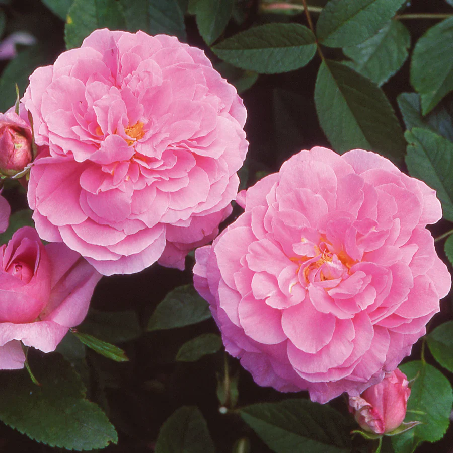 The Mayflower David Austin Fragrant Rose 6 Litre - Image 3