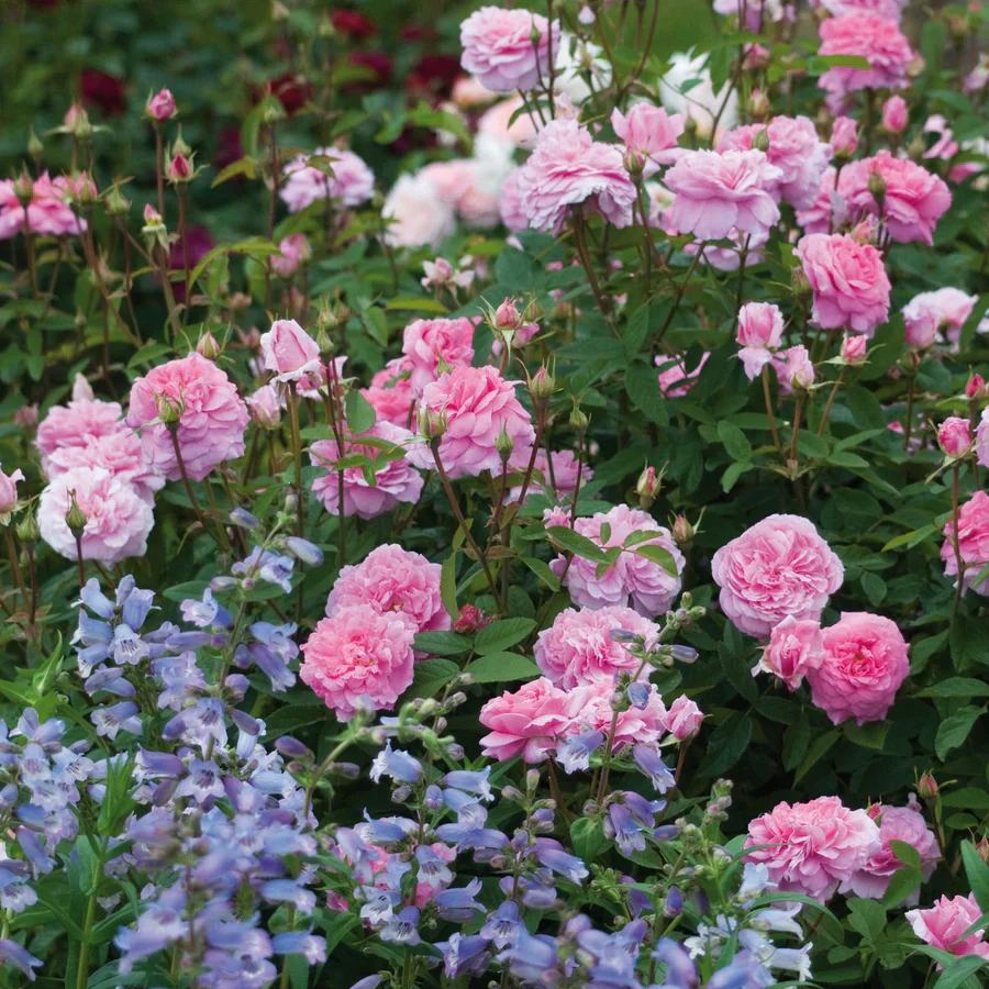 The Mayflower David Austin Fragrant Rose 6 Litre - Image 5