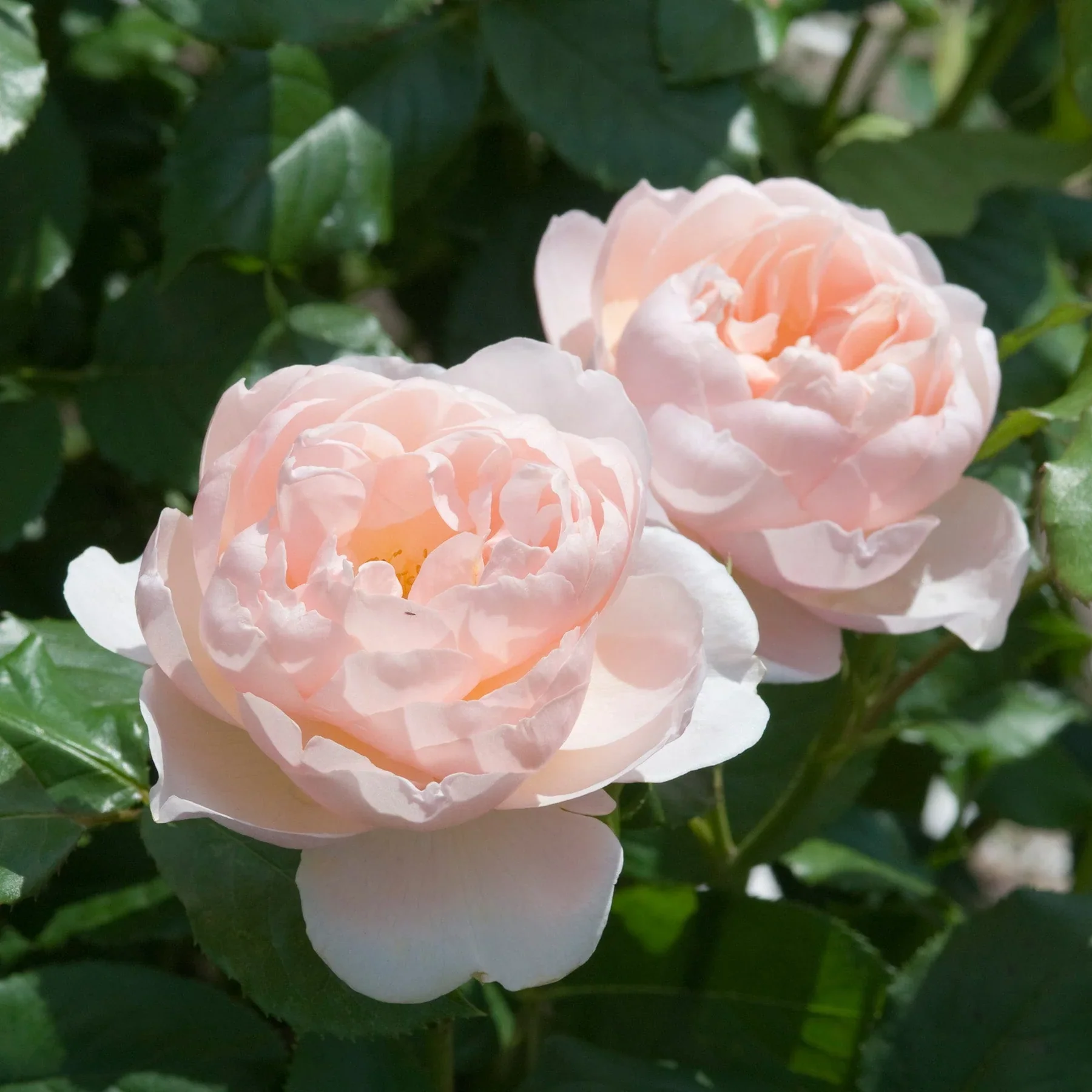 The Shepherdess David Austin Fragrant Rose 6 Litre