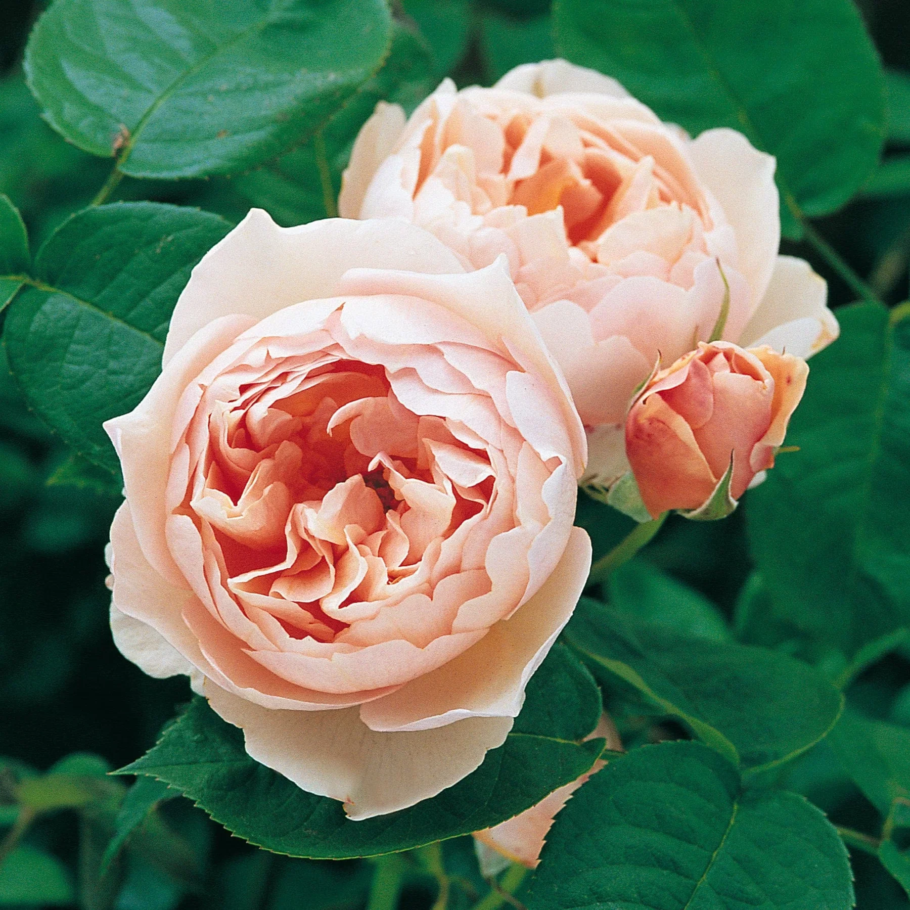 The Shepherdess David Austin Fragrant Rose 6 Litre - Image 2