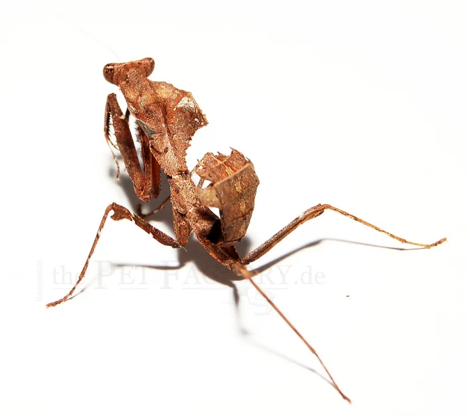 Dead Leaf Mantis (Deroplatys desiccata)