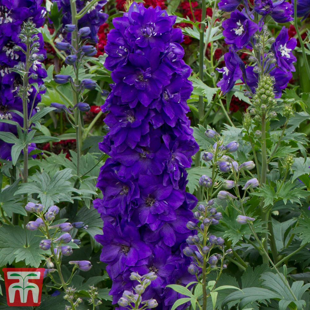 Delphinium Magic Fountain Dark Blue Black Bee - Image 2